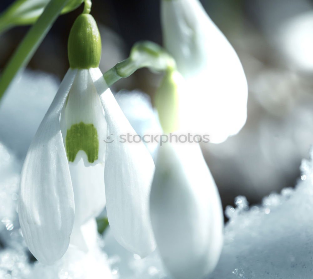 Similar – Image, Stock Photo Snow meets bells Winter