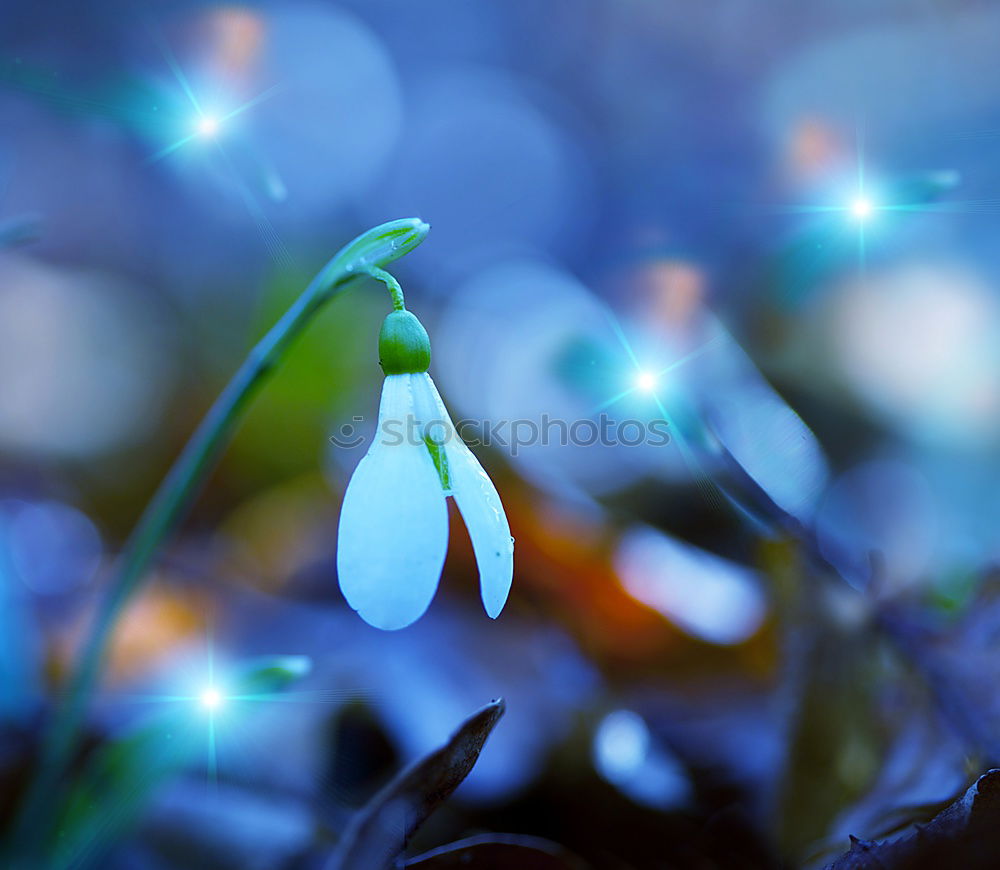 Similar – Image, Stock Photo and a few more raindrops.