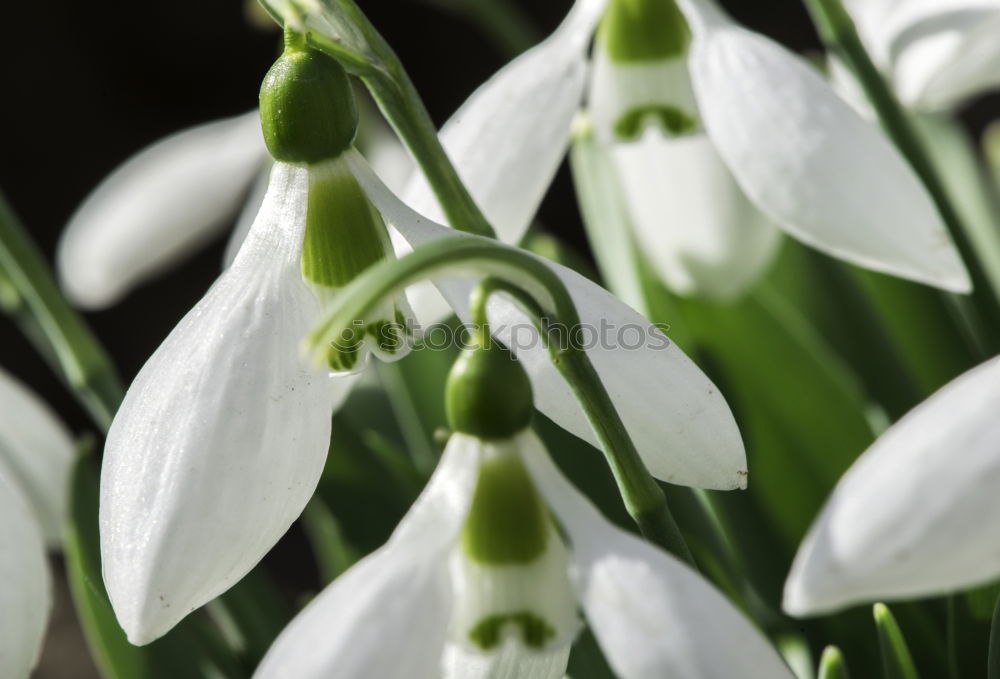 Similar – Schneeglöckchen Frühling