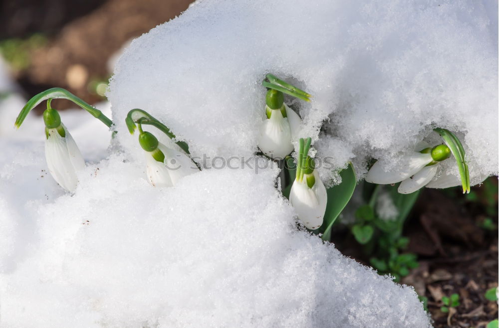 Similar – Image, Stock Photo Snowdrops with a crease