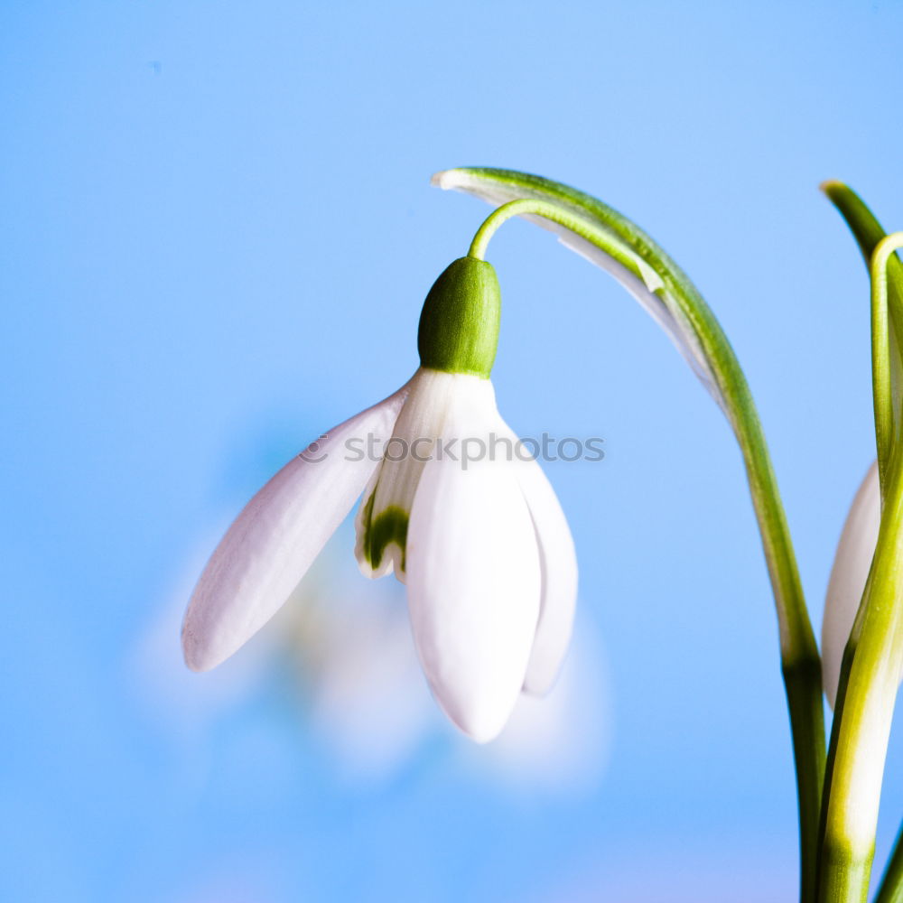 Similar – Image, Stock Photo Three snowdrops in front of a bright background