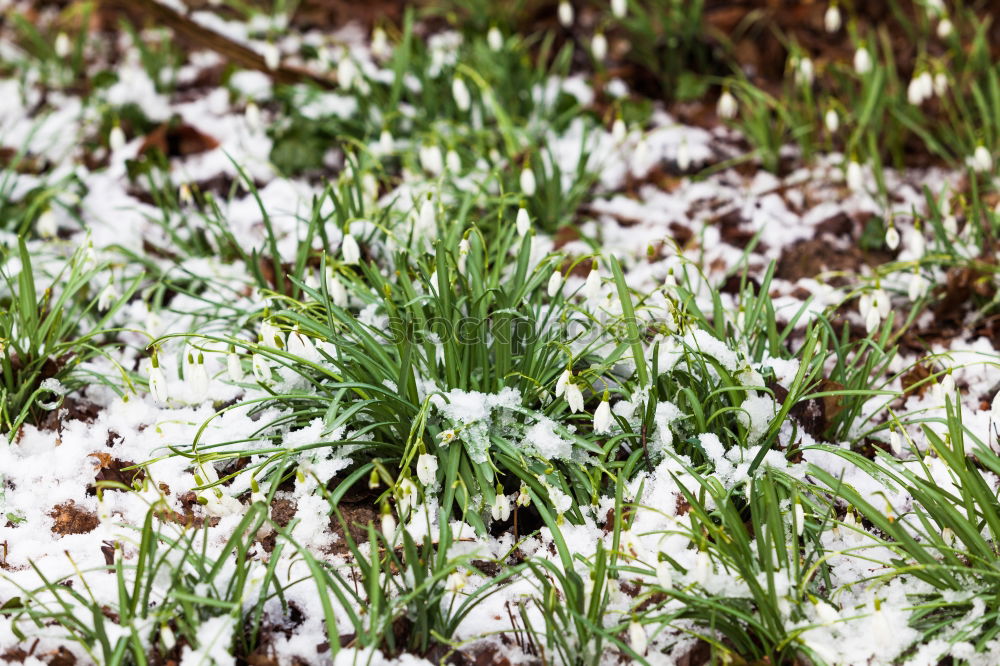 Similar – Image, Stock Photo Snowdrops with a crease