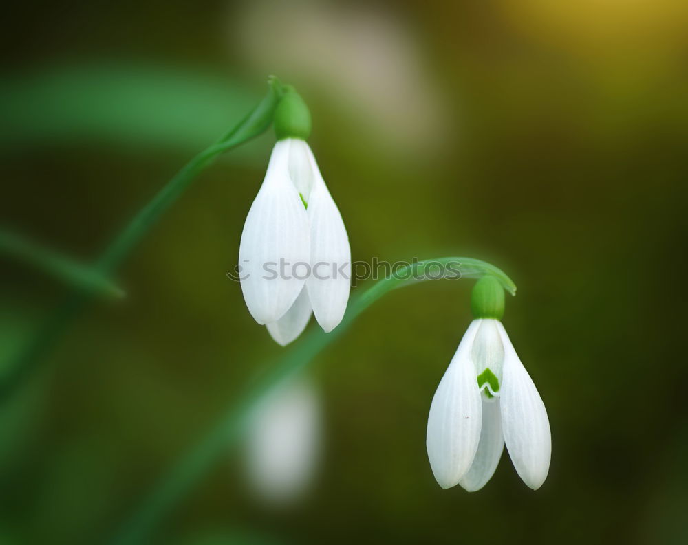 Similar – Image, Stock Photo Galánthus nivális