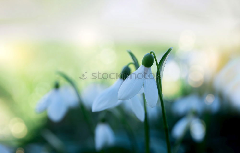 Snowdrop white skirt