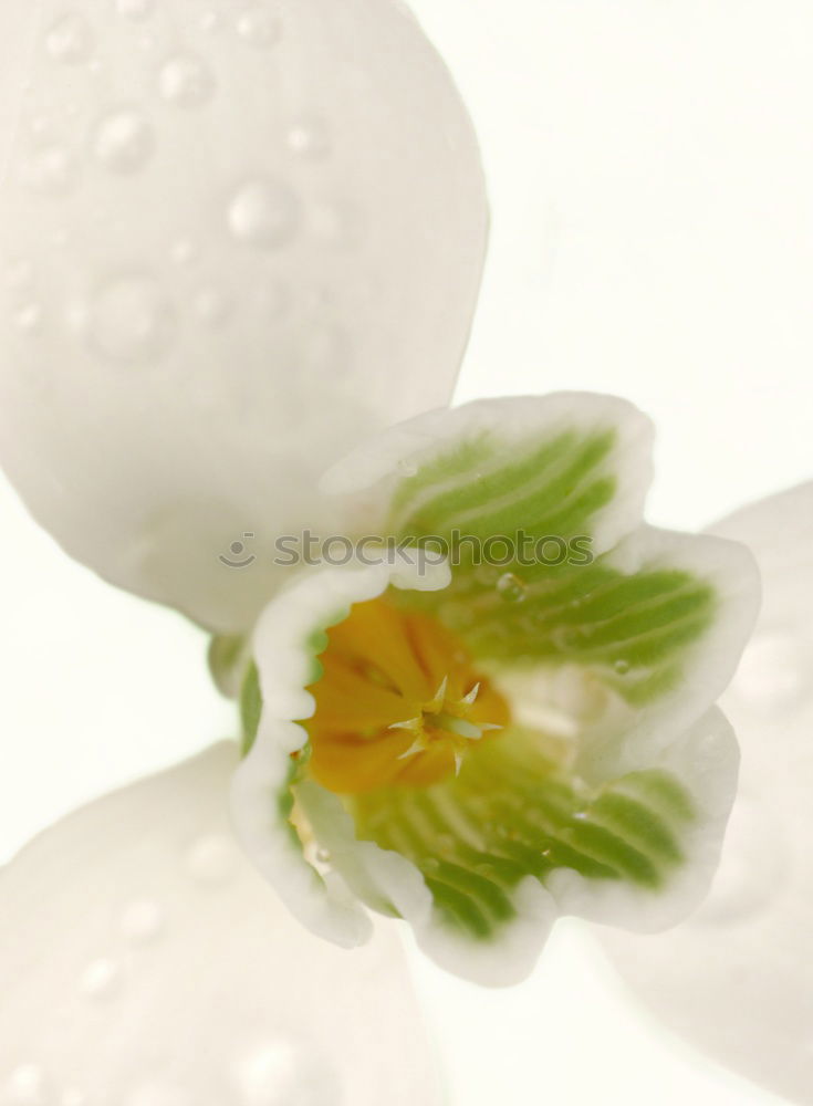 Similar – Flower III Orchid 2