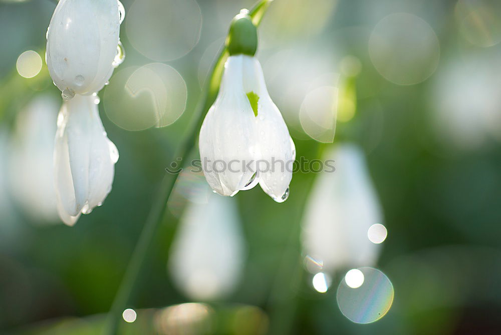 Similar – Schneeglöckchen Frühling