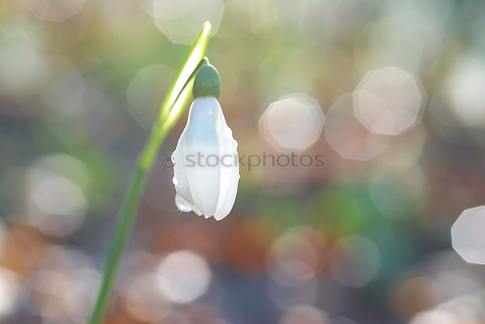 Similar – Image, Stock Photo Snowdrops in spring