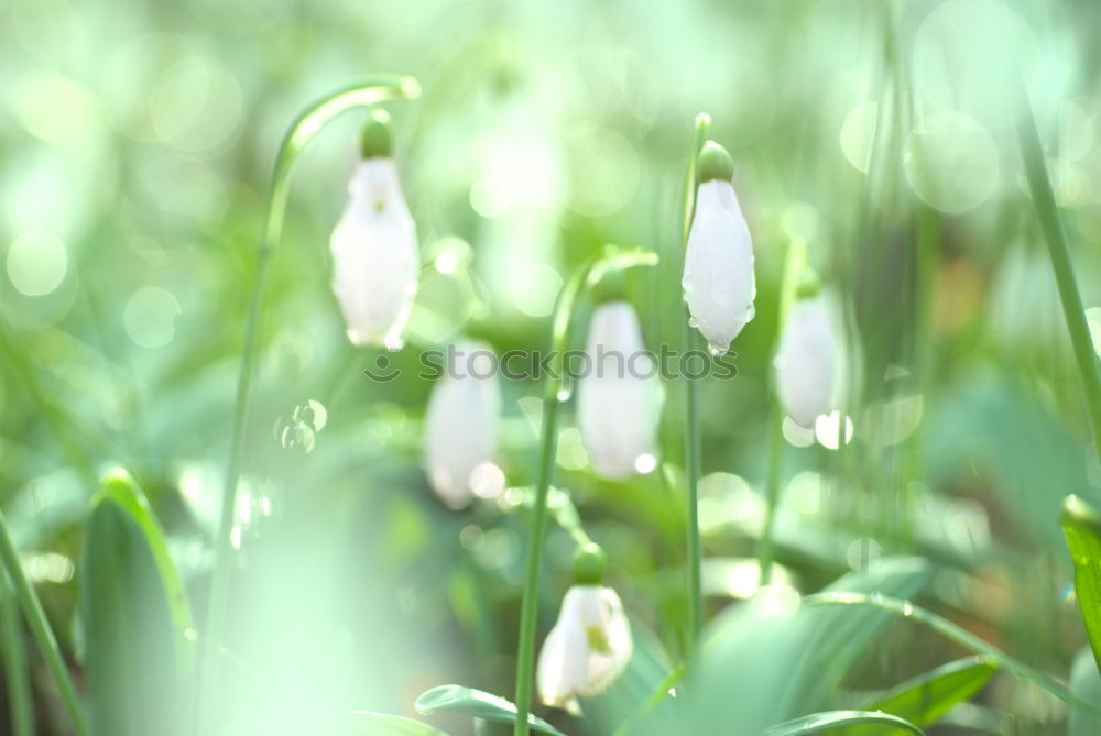 Similar – Snowdrops, white skirts…