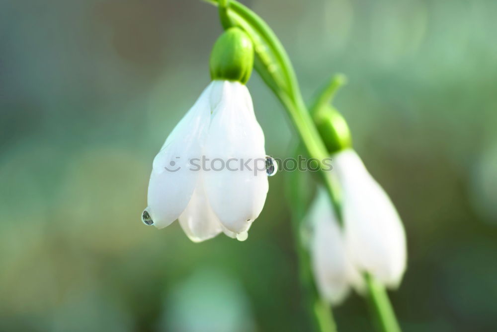 Similar – Schneeglöckchen Frühling