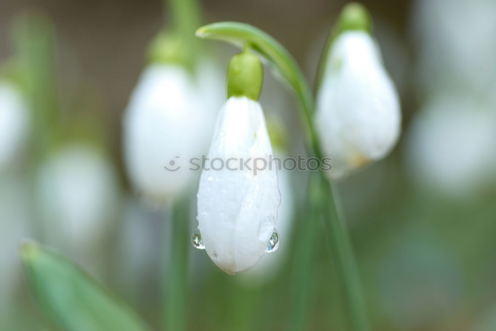 Similar – Schneeglöckchen Frühling