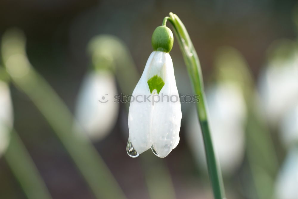 Similar – Image, Stock Photo Snowdrops in the spotlight