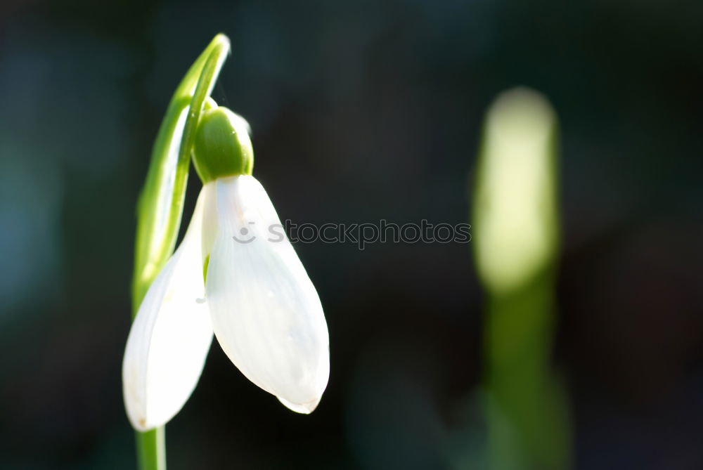 Similar – Image, Stock Photo Galánthus nivális