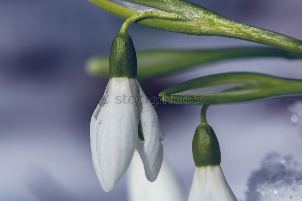 Similar – Image, Stock Photo geophyte heads Garden