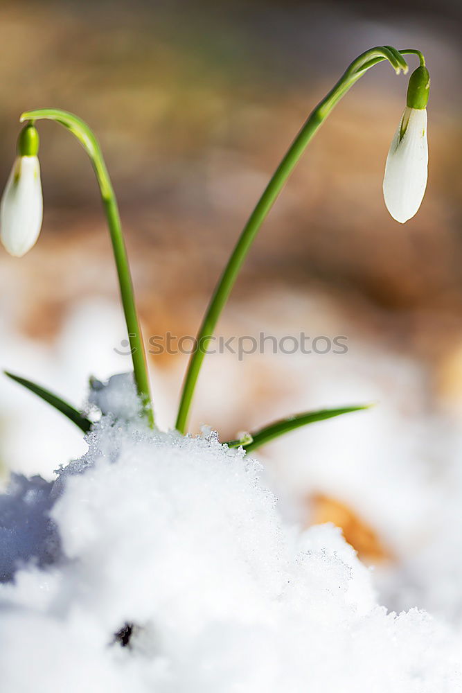 Similar – Image, Stock Photo Snowdrops with a crease