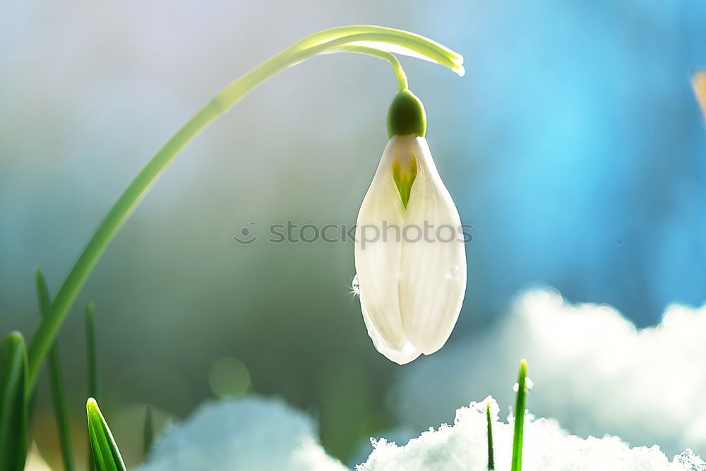 Similar – sun bells Snowdrop Spring