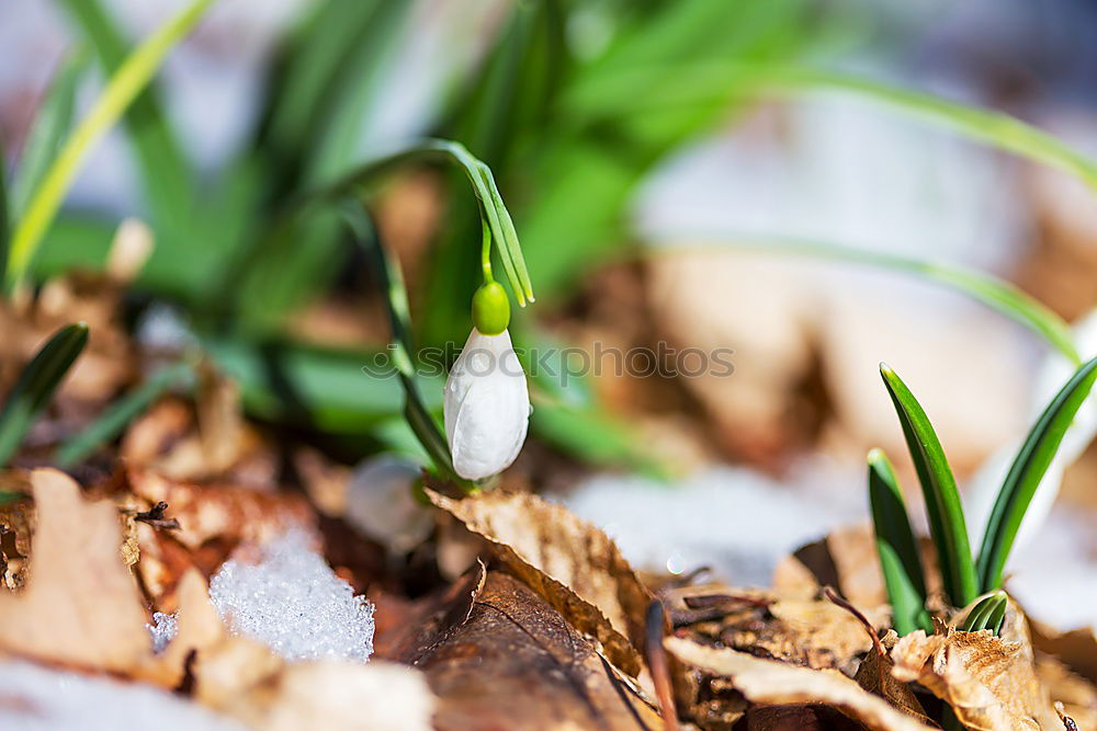 Similar – Image, Stock Photo Hyacinth bud with onions and old shovel