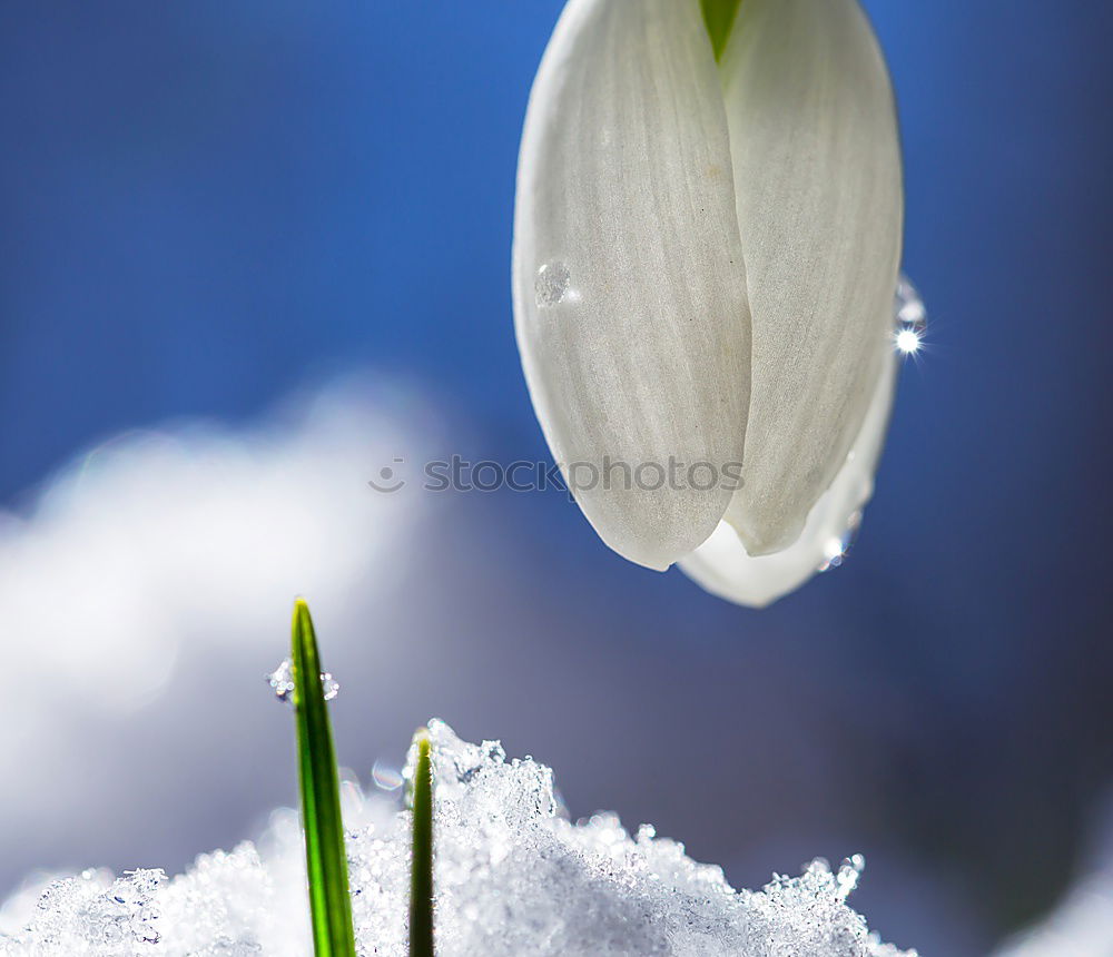 Similar – Image, Stock Photo Snow meets bells Winter