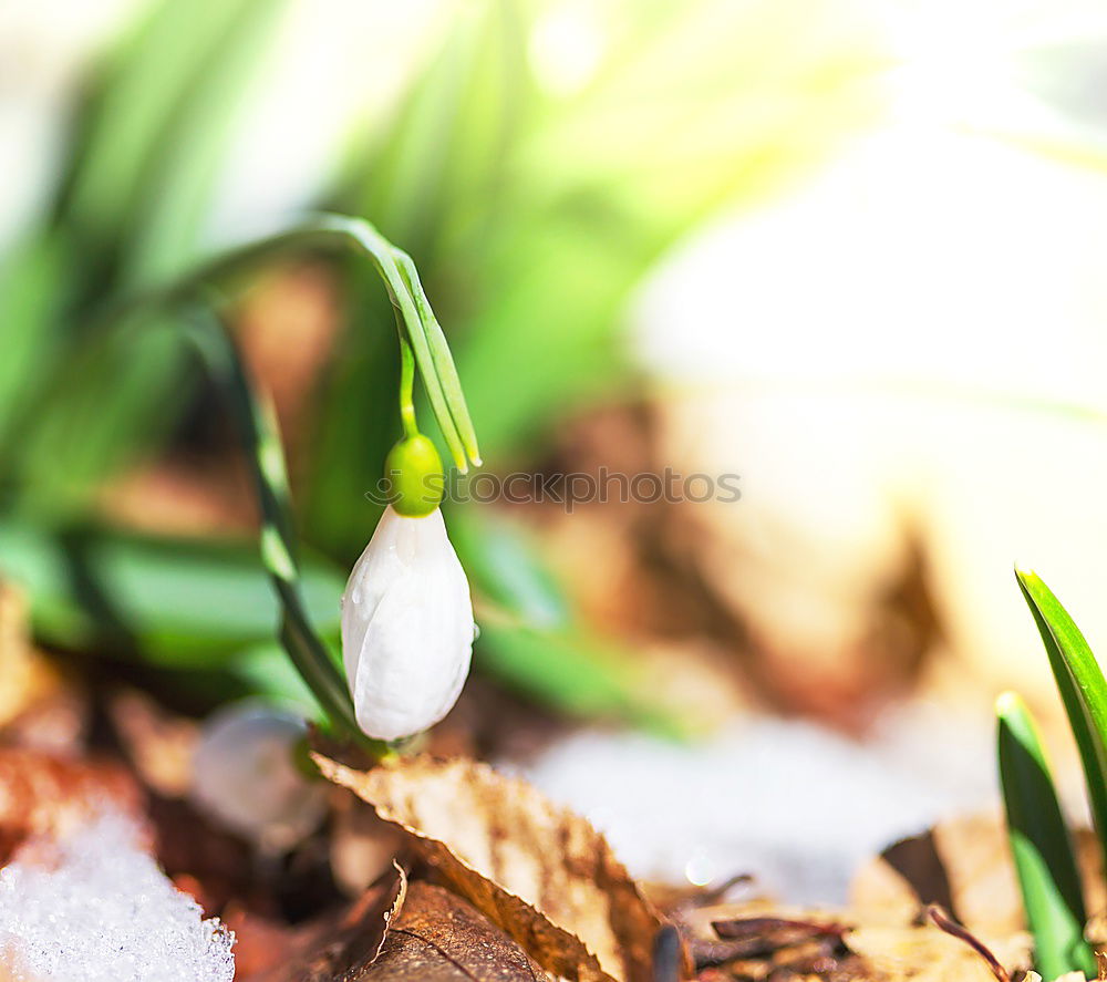 Image, Stock Photo Hyacinth bud with onions and old shovel