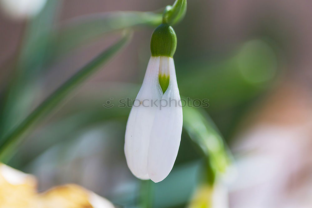 Similar – Foto Bild Spring Love. Umwelt Natur