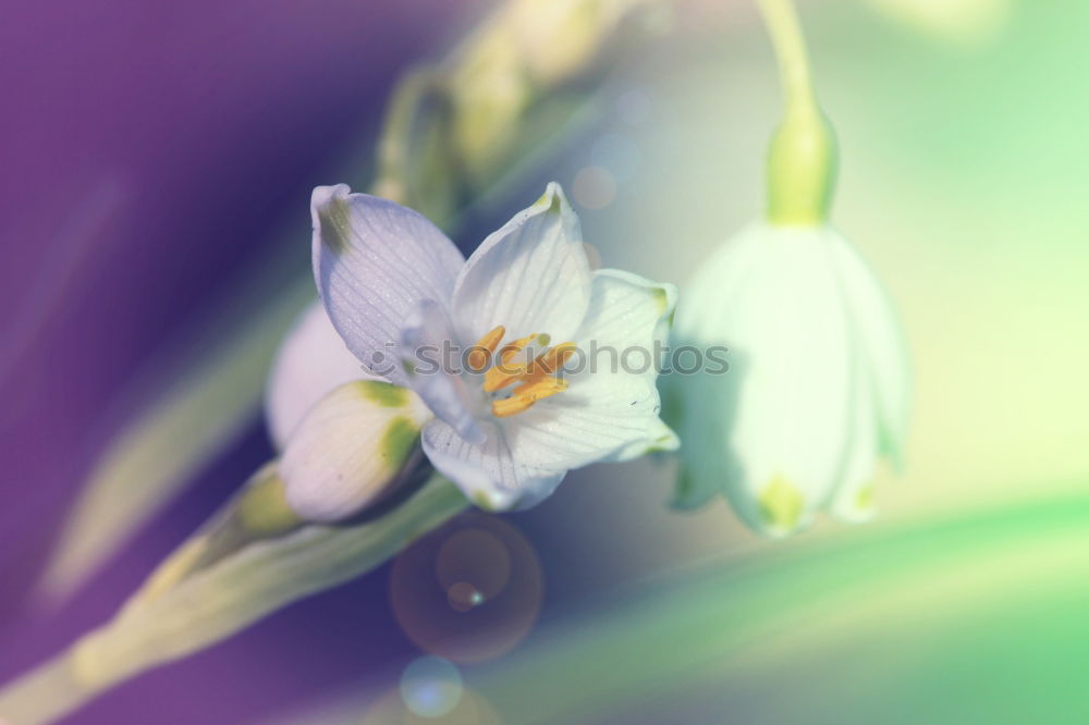 Similar – spring Blossom Tree