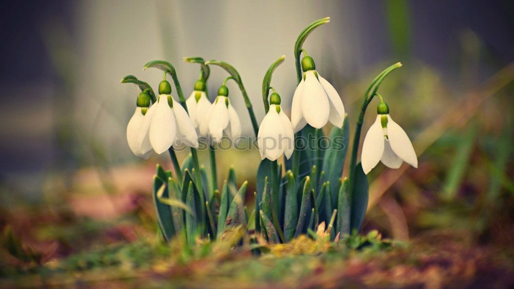 Similar – Image, Stock Photo Snowdrops in the spotlight