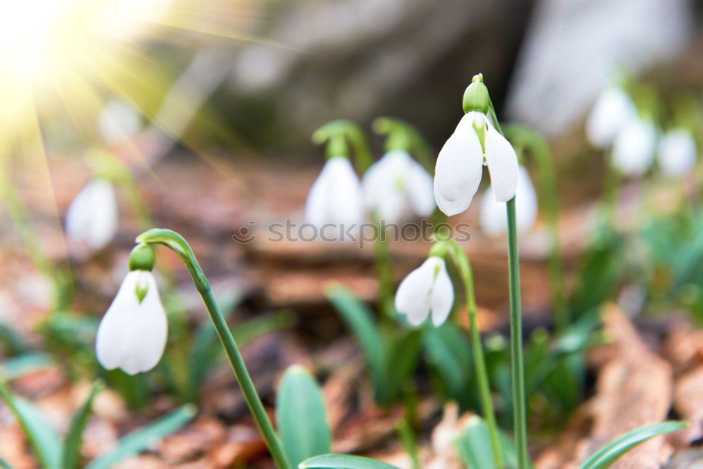 Similar – Image, Stock Photo spring Plant Spring