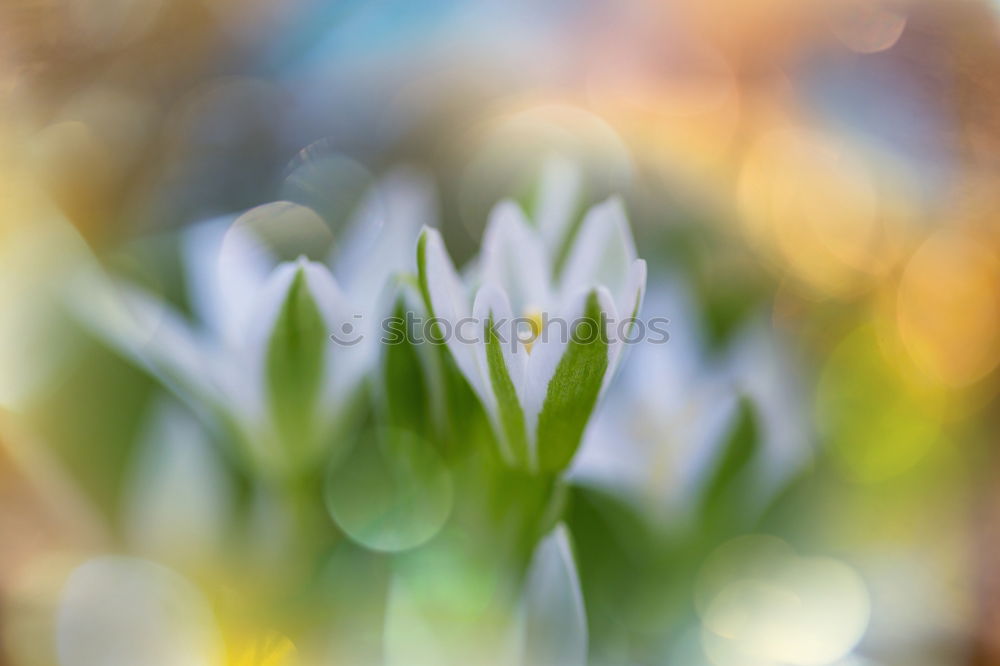 Similar – Image, Stock Photo flower macro Nature