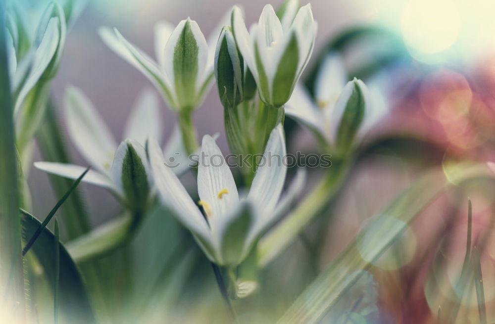 Similar – Image, Stock Photo water lily White Green