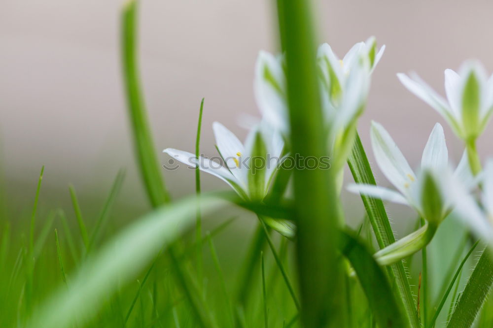 Similar – Foto Bild Schneeglöckchen Umwelt