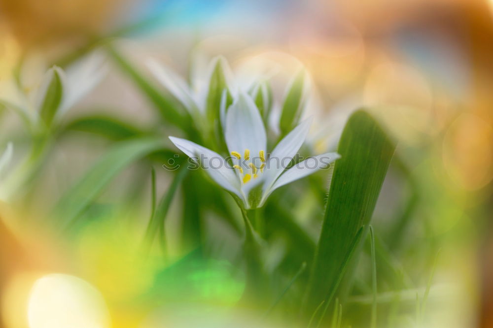 Similar – Image, Stock Photo pledge Plant