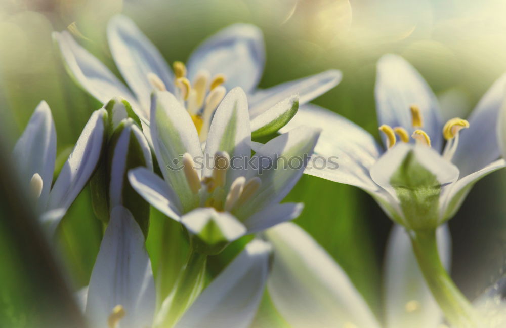 Similar – Frühlingslicht Lampe Natur