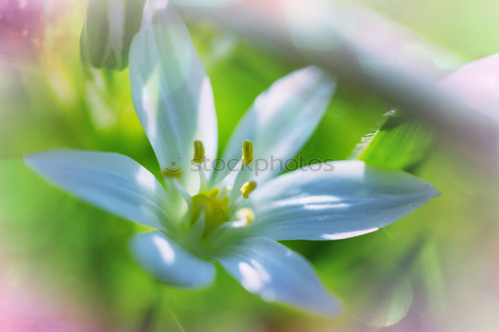 Similar – rosagrün schön Natur