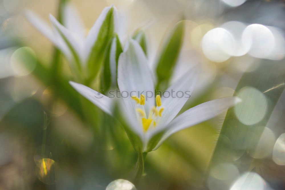 Similar – Image, Stock Photo Seasons | Märzenbecher