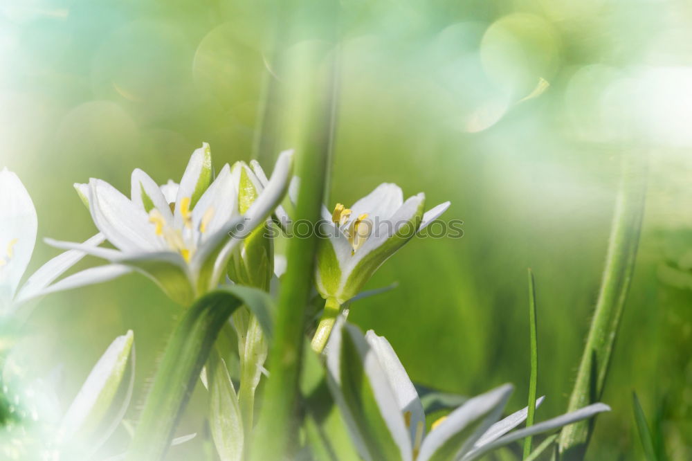 Similar – Snowdrops, white skirts…