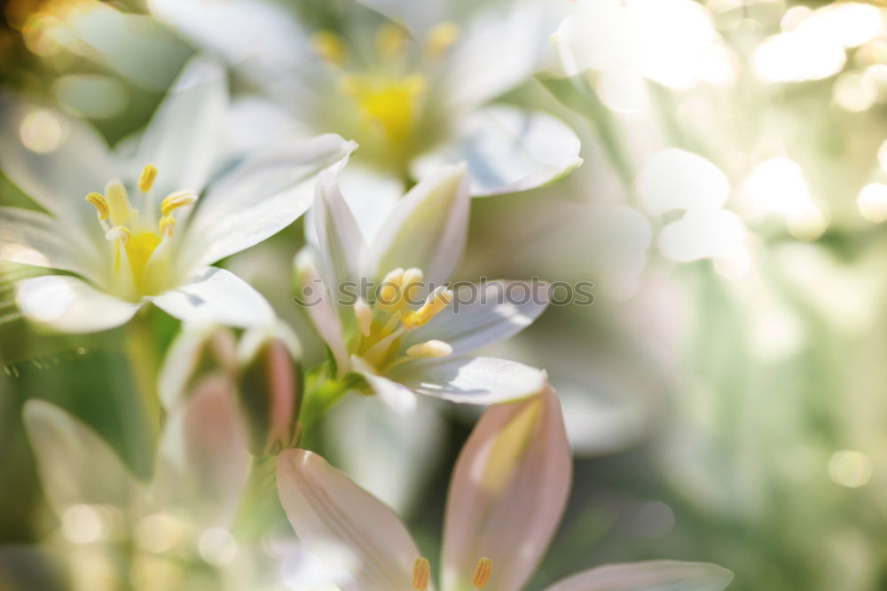 Similar – Image, Stock Photo for all girls Garden