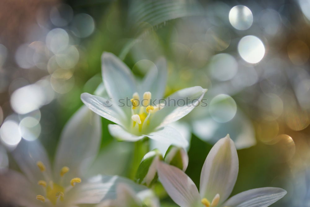 Similar – Foto Bild weiße Blütenpflanze Blume