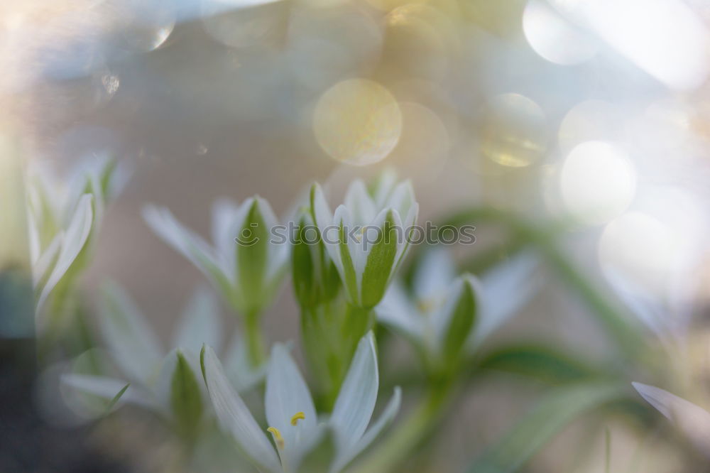 Similar – Image, Stock Photo Clatterbill in morning dew