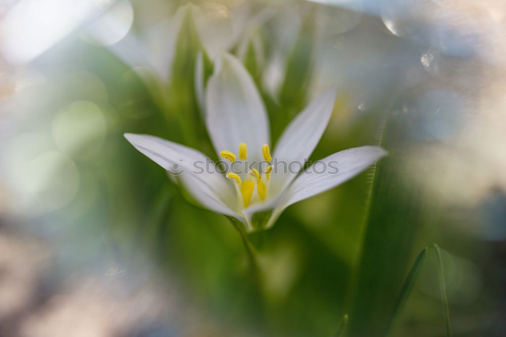 Similar – transient Flower Yellow