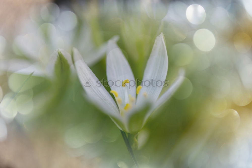 Similar – Schneeglöckchen Blume