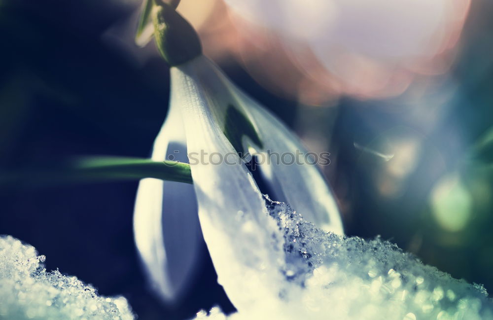 Similar – Crocuses with raindrops