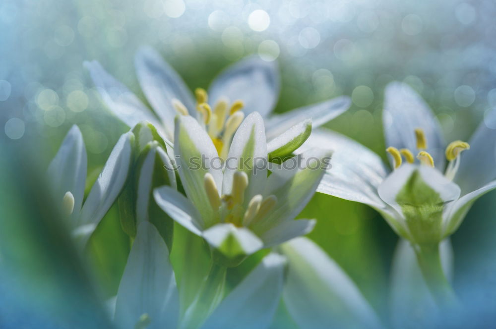 Similar – Beautiful snowdrops flowers