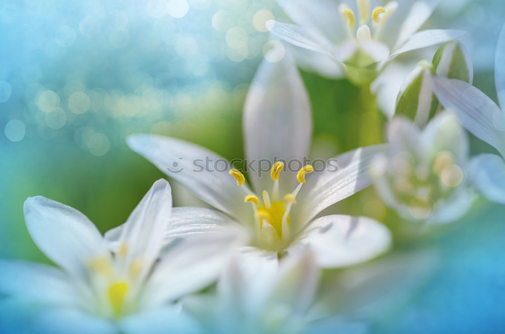 Similar – Delicate columbine Garden