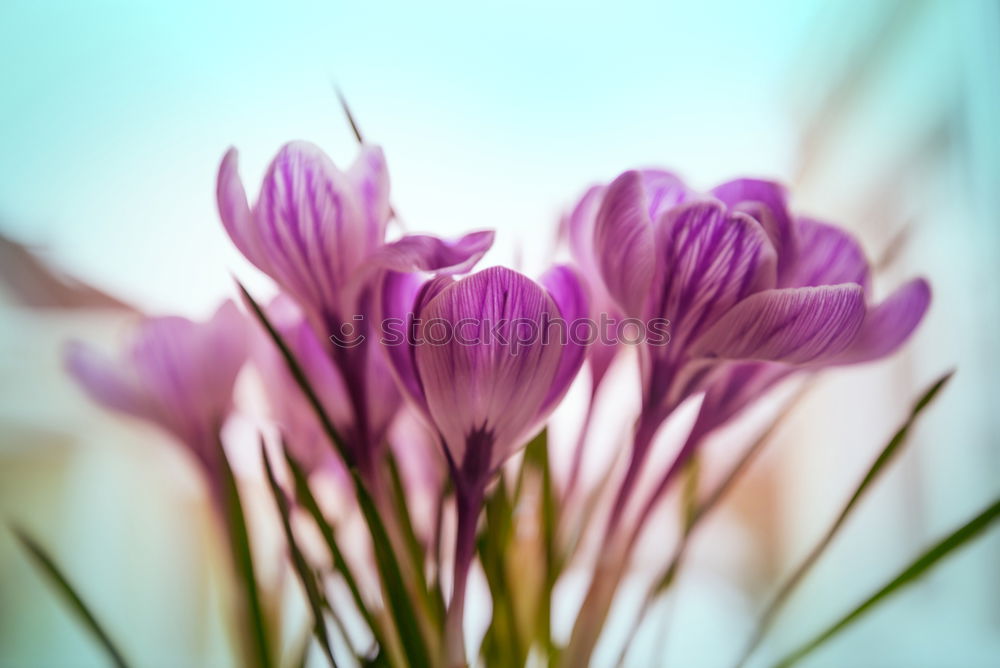 Similar – Image, Stock Photo Tulips in pink and white