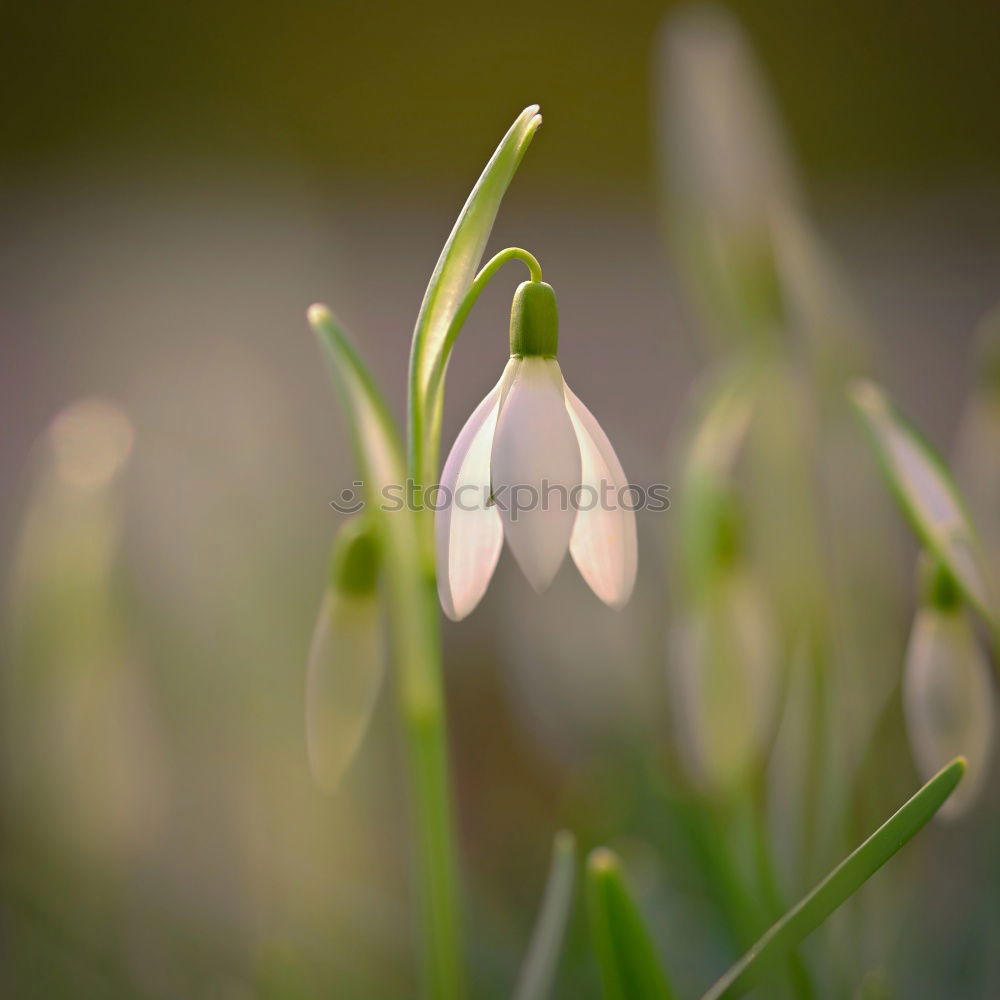 Similar – Schneeglöckchen Frühling