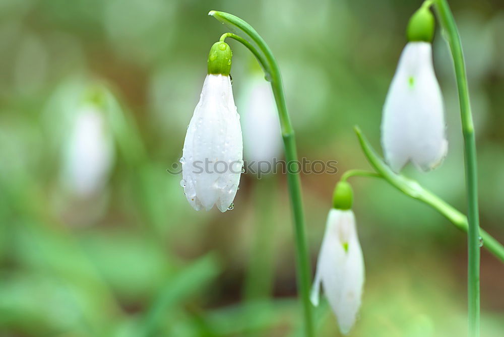 Similar – Foto Bild Frühling im Februar…