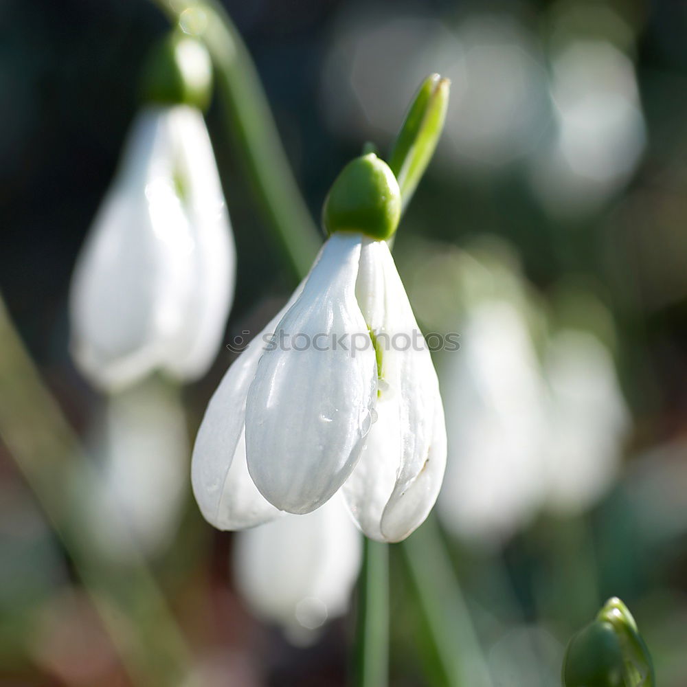 Similar – Image, Stock Photo Spring Guard 2 Environment