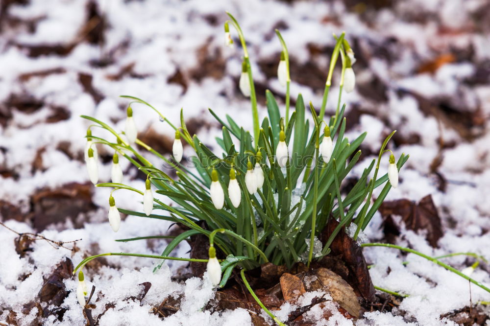 Similar – Image, Stock Photo Snowdrops with a crease