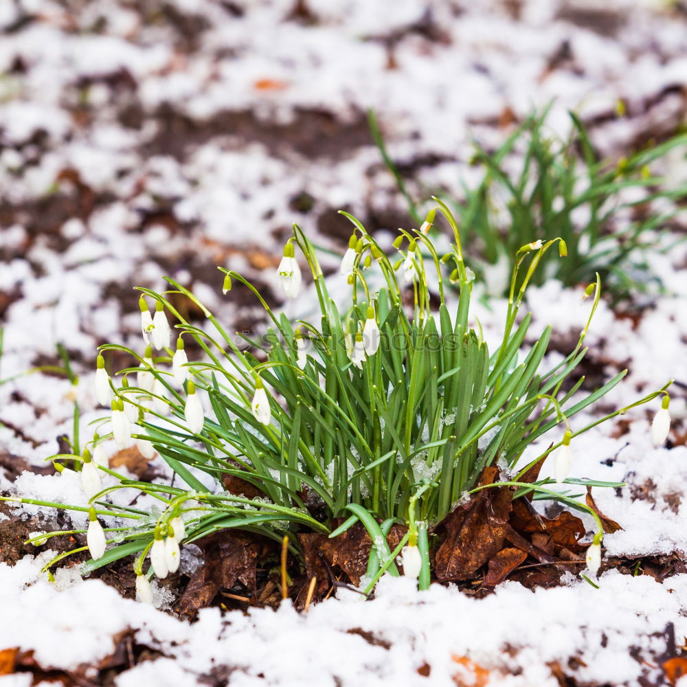 Similar – Image, Stock Photo Snowdrops with a crease