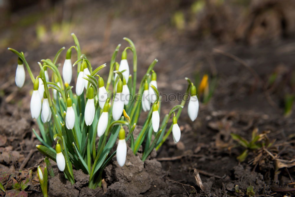 Similar – Image, Stock Photo Spring is coming! Wellness