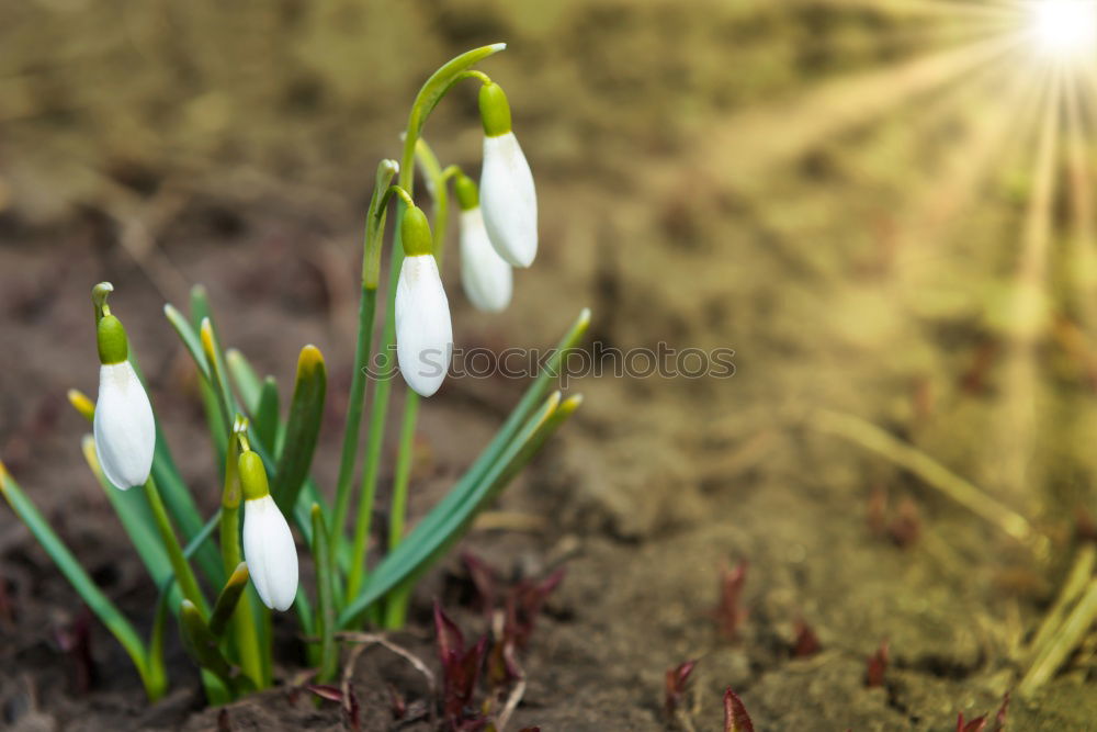 Similar – Foto Bild Schneeglöckchen Umwelt